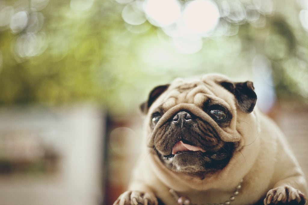 Cute Pictures of Pugs