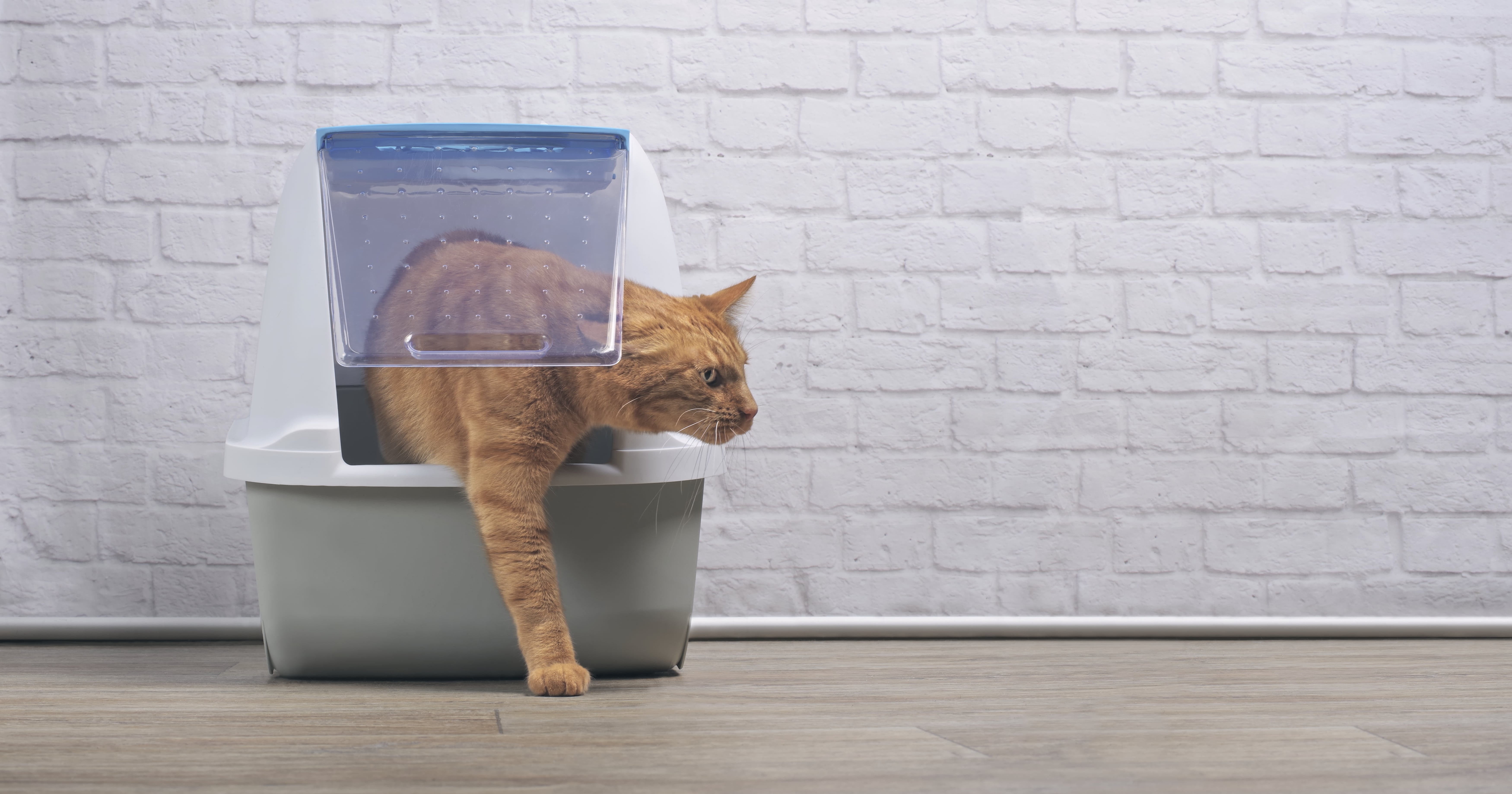 Can Pregnant People Clean Cats' Litter Boxes? POPSUGAR Family