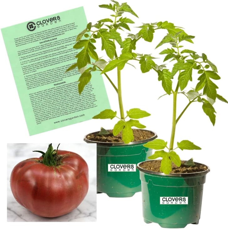 Clovers Garden Cherokee Purple Tomato Plants Where to Buy Tomato