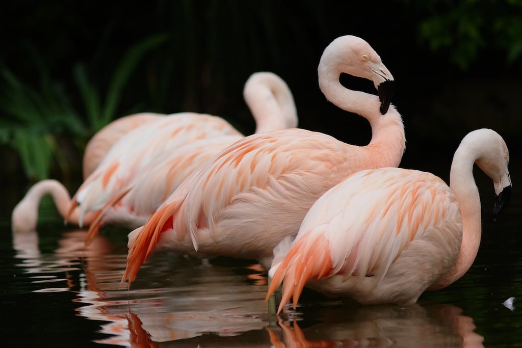 Flamingos are strong swimmers and flyers but prefer wading. The birds are also monogamous and lay only a single egg each year.
Source: Flickr user bendus