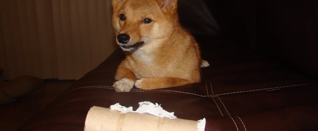 What to Know About Your Dog's Excrement