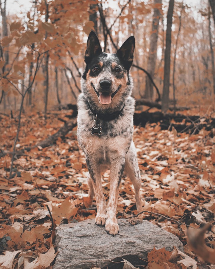 Good Boy Names Best Dog Names 2019 Popsugar Family Photo 2