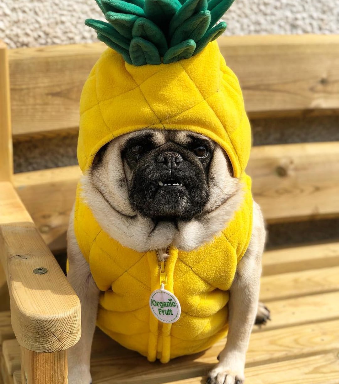 Pug dressed 2025 as pug