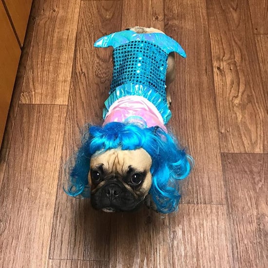 Photos of French Bulldogs in Halloween Costumes