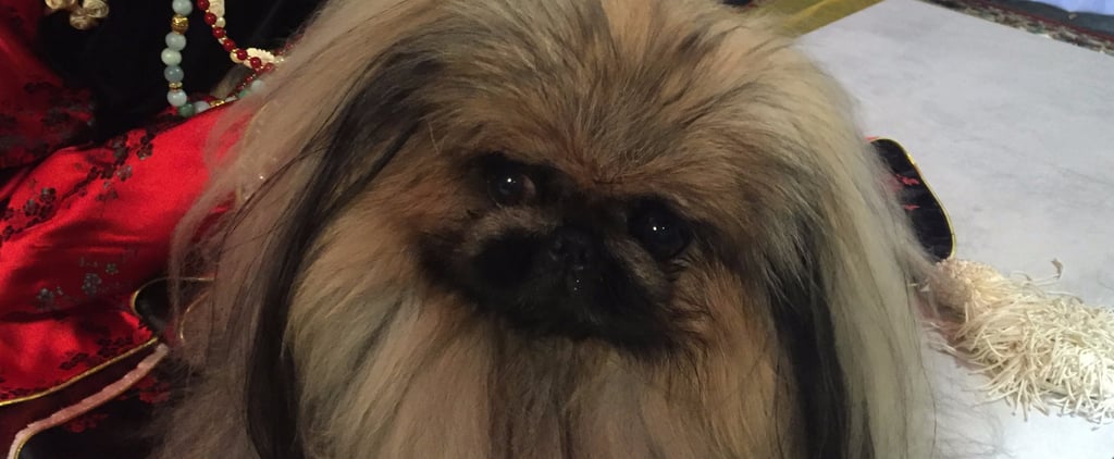 AKC National Championship Winners 2016