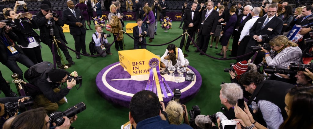 2016 Westminster Kennel Club Dog Show