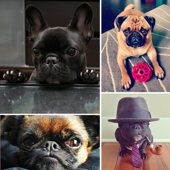 Cute SmushedFaced Dogs POPSUGAR Pets