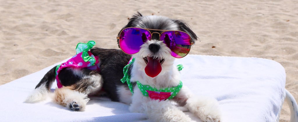 Tinkerbelle the Dog in Miami