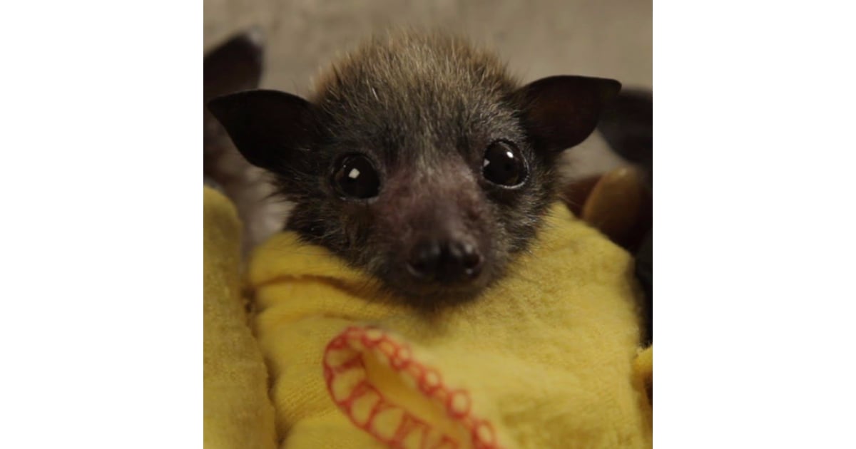 Baby Bats In Blankets Popsugar Pets