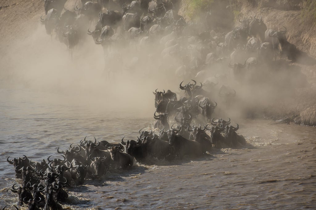 Masai Mara, Kenya
