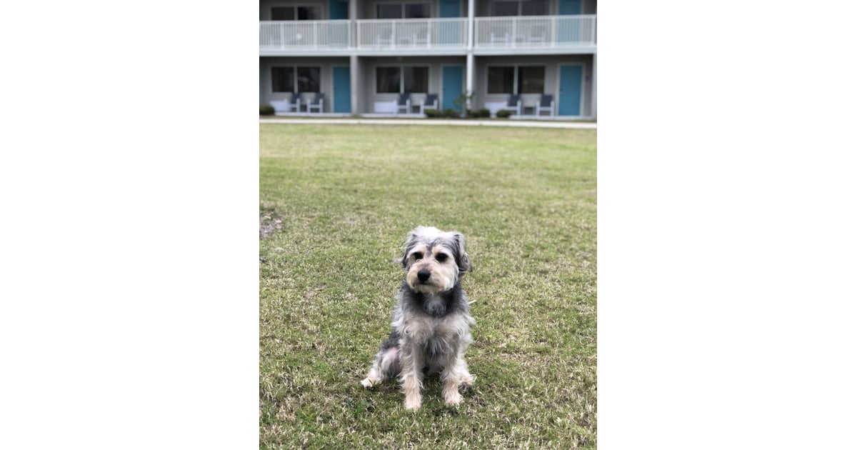 Jekyll Island Holiday Inn Resort Jekyll Island The Most DogFriendly
