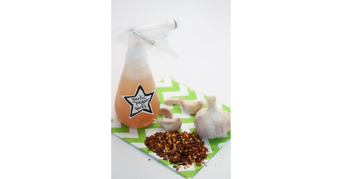 Natural DIY Garlic and Crushed Red Pepper Pest Spray Gardening Hacks POPSUGAR Home Photo 5