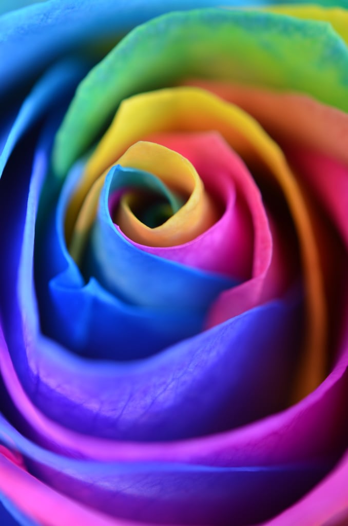 Valentine's Day Wallpaper: Rainbow Rose