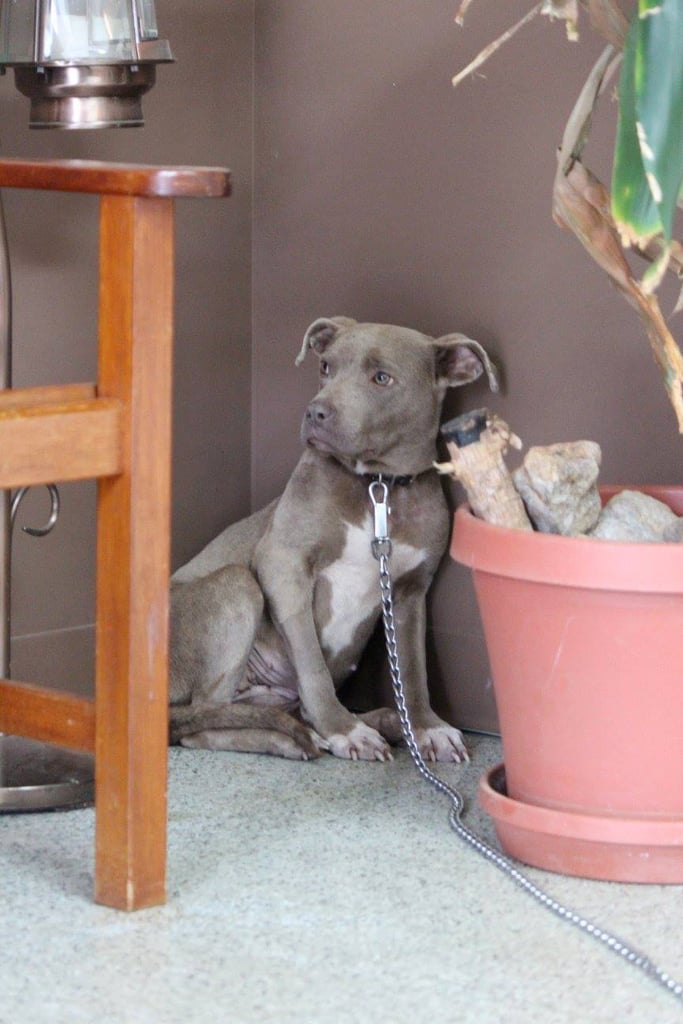Vet Eating in Rescue Dog's Cage