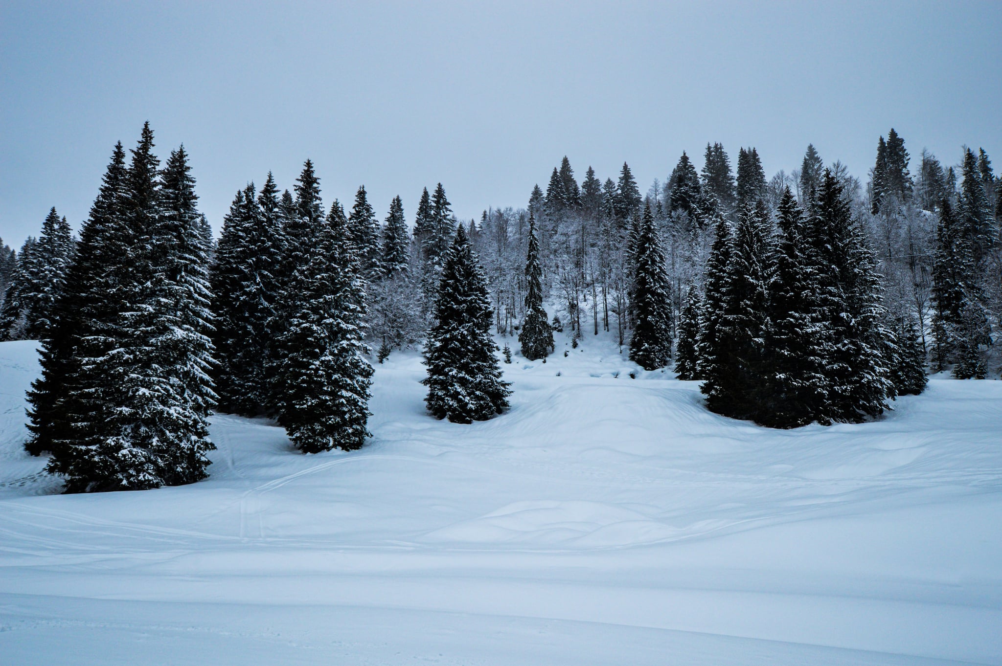 Snow Covered Trees Wallpaper