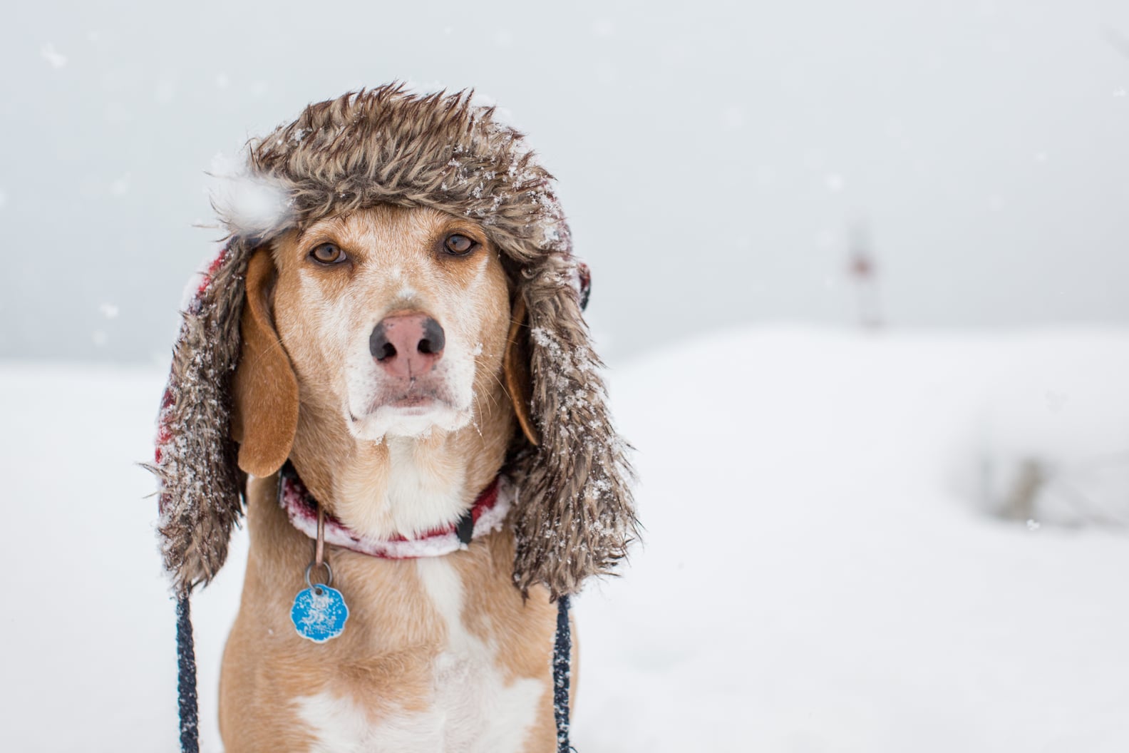 Cute Photos of Dogs in the Winter | POPSUGAR Pets