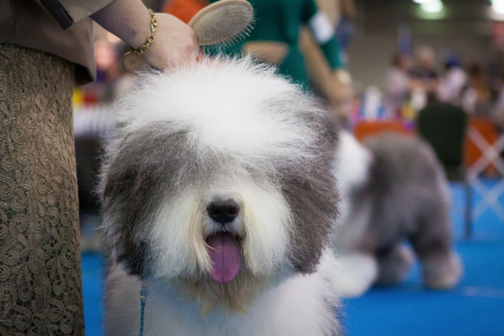 Attend a pet show or meetup in your area.