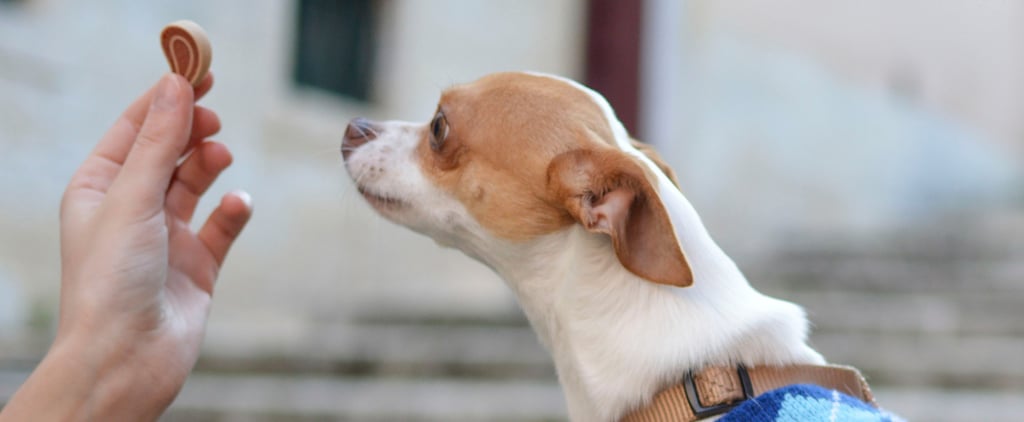 Dog Food Terms