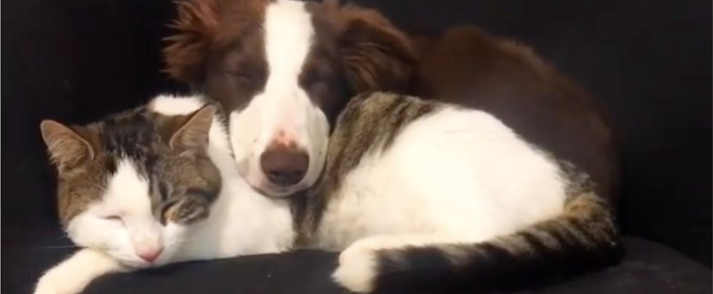 These Videos of Cats and Dogs Prove They Can Be Best Friends