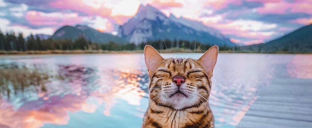 These 20 Cute Animals Are Insta Famous For Good Reasons, and We Are Not Worthy