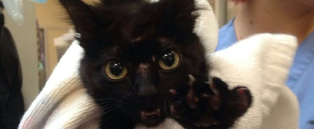 Cat Found at San Jose Sharks Hockey Rink