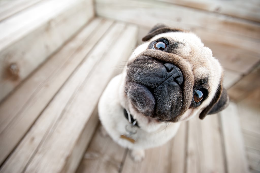 Cute Pictures of Pugs