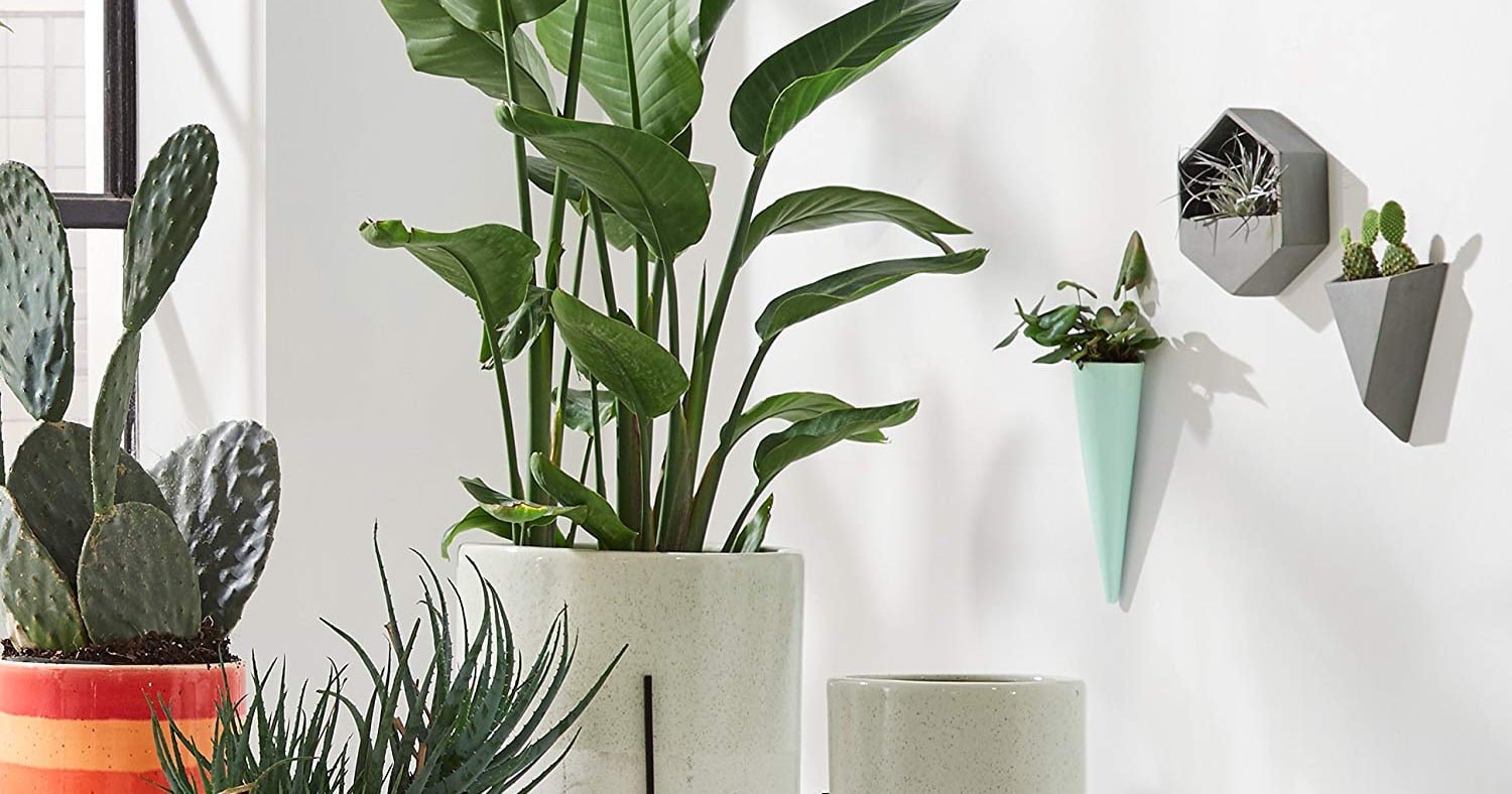 Spring Home Collection on Amazon | PS Home