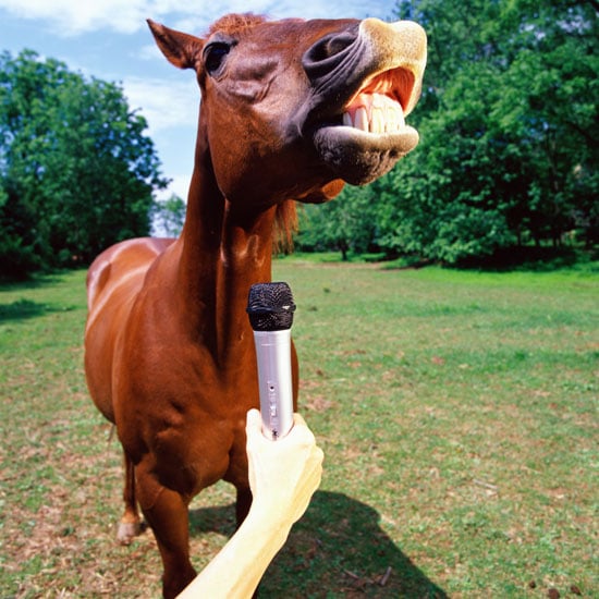 Funny Horse Pictures | POPSUGAR Pets