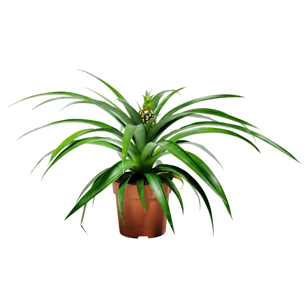 Ananas Potted Plant