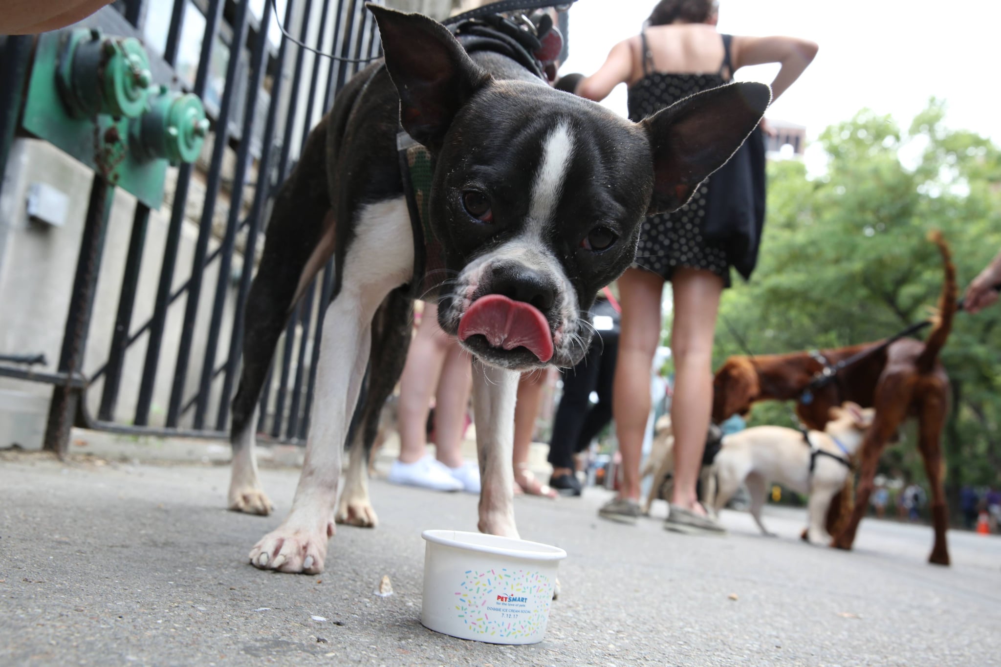 Does Petsmart Sell Dog Ice Cream