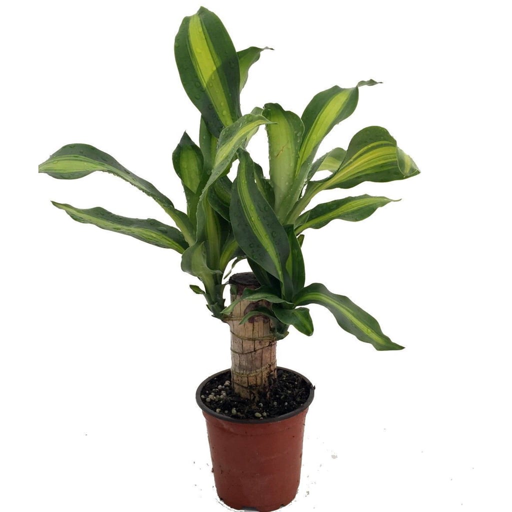 Creme & Green Corn Plant | Best Large Indoor Plants ...