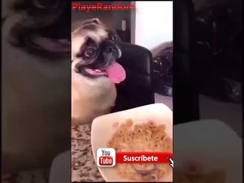 Perrito hace el Matilda challenge.😂😂