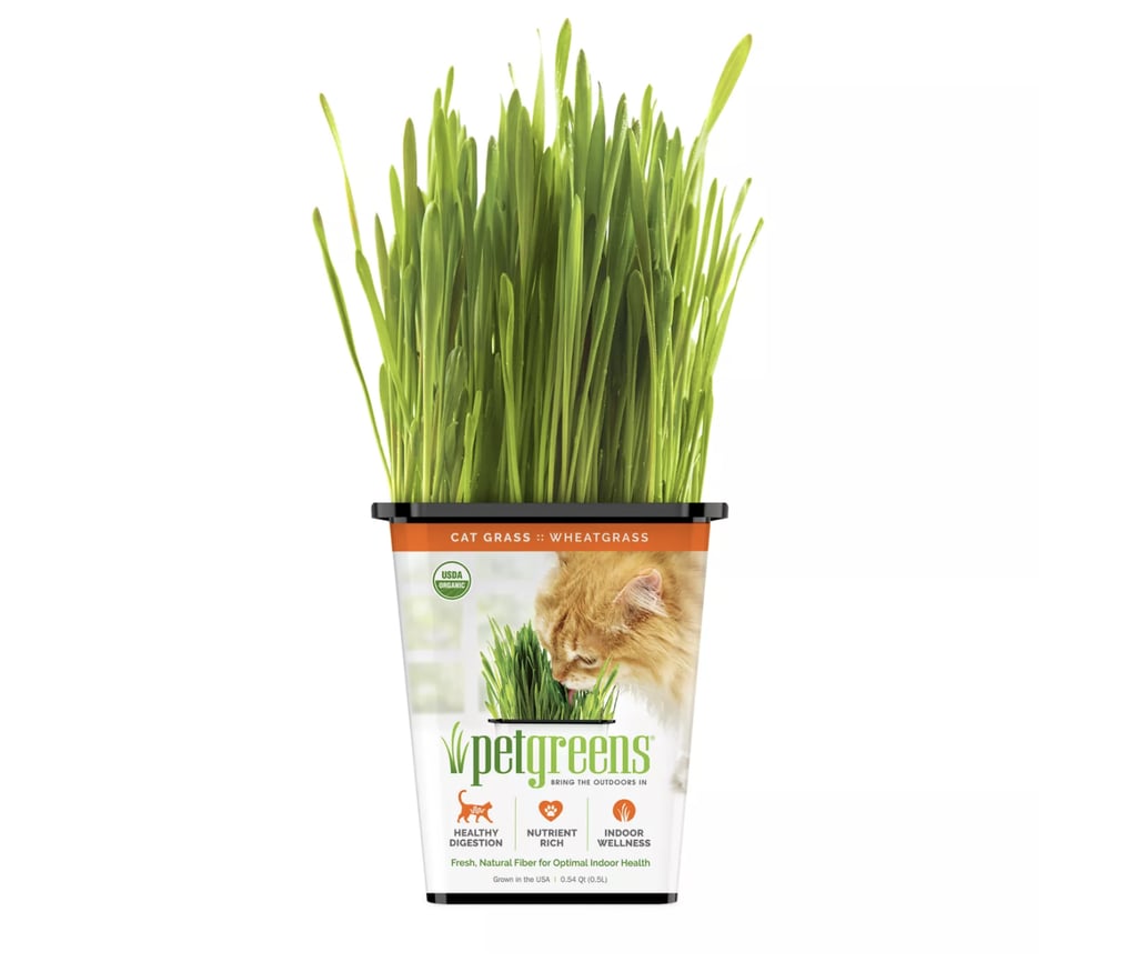 Pet Greens Wheatgrass Live Cat Grass ($8, originally $10)
"You've heard of traditional cat treats, but what about cat grass? My cat Noah is absolutely obsessed with this stuff — we'll often spot him munching on it throughout the day, and he even loves just rubbing his face across the grass blades. Not only is the grass organic, but it's also a fantastic source of fiber that can help improve your cat's digestive health (and limit potential hairballs). Plus, it doesn't feel like an eyesore in your home, but rather a cute plant your cats can enjoy, too." — KW