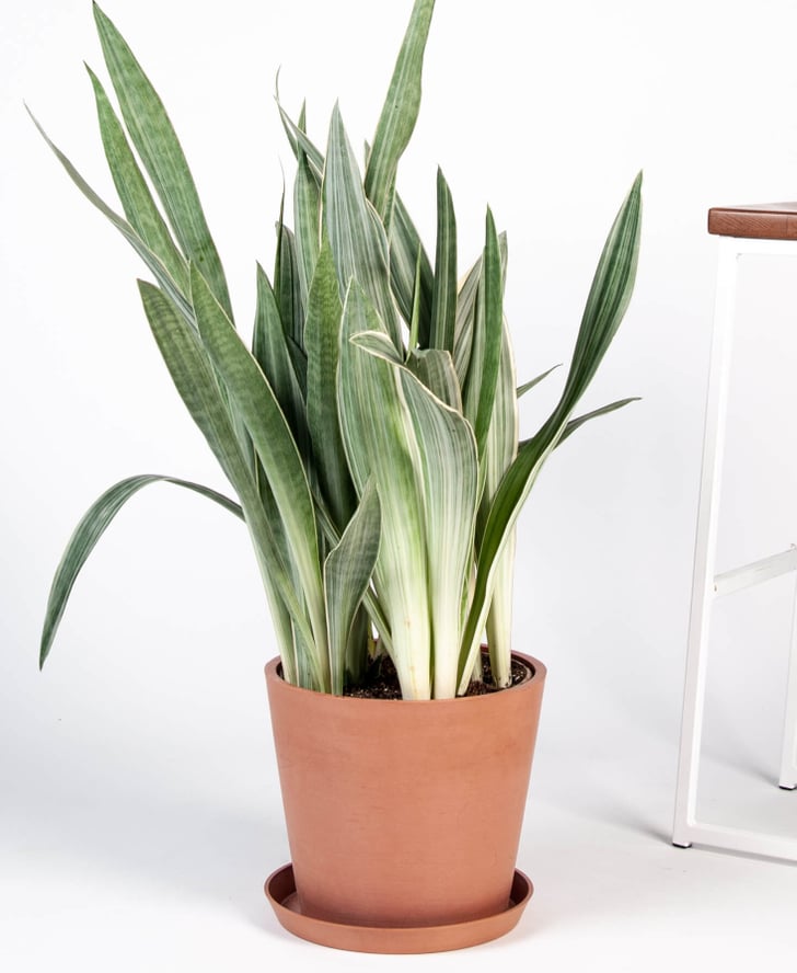 Sansevieria Sayuri Cane Indoor Plant | 30 Houseplants to ...