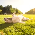 Your Dog Likes Lying in the Sun For the Same Reason You Do — It Feels Nice!