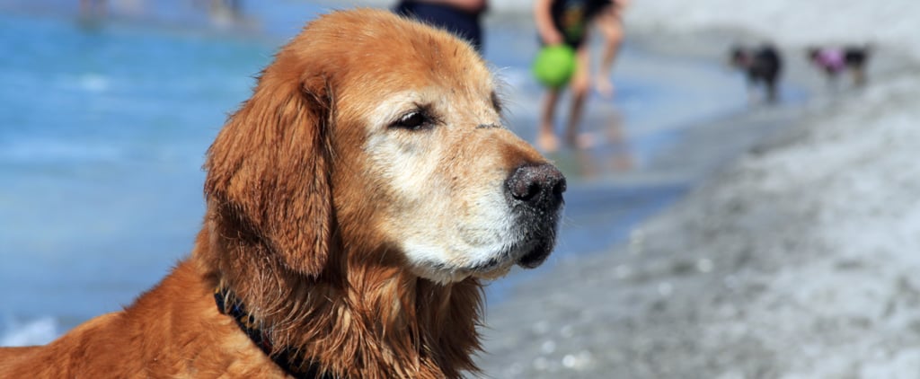 Photos of Senior Dogs