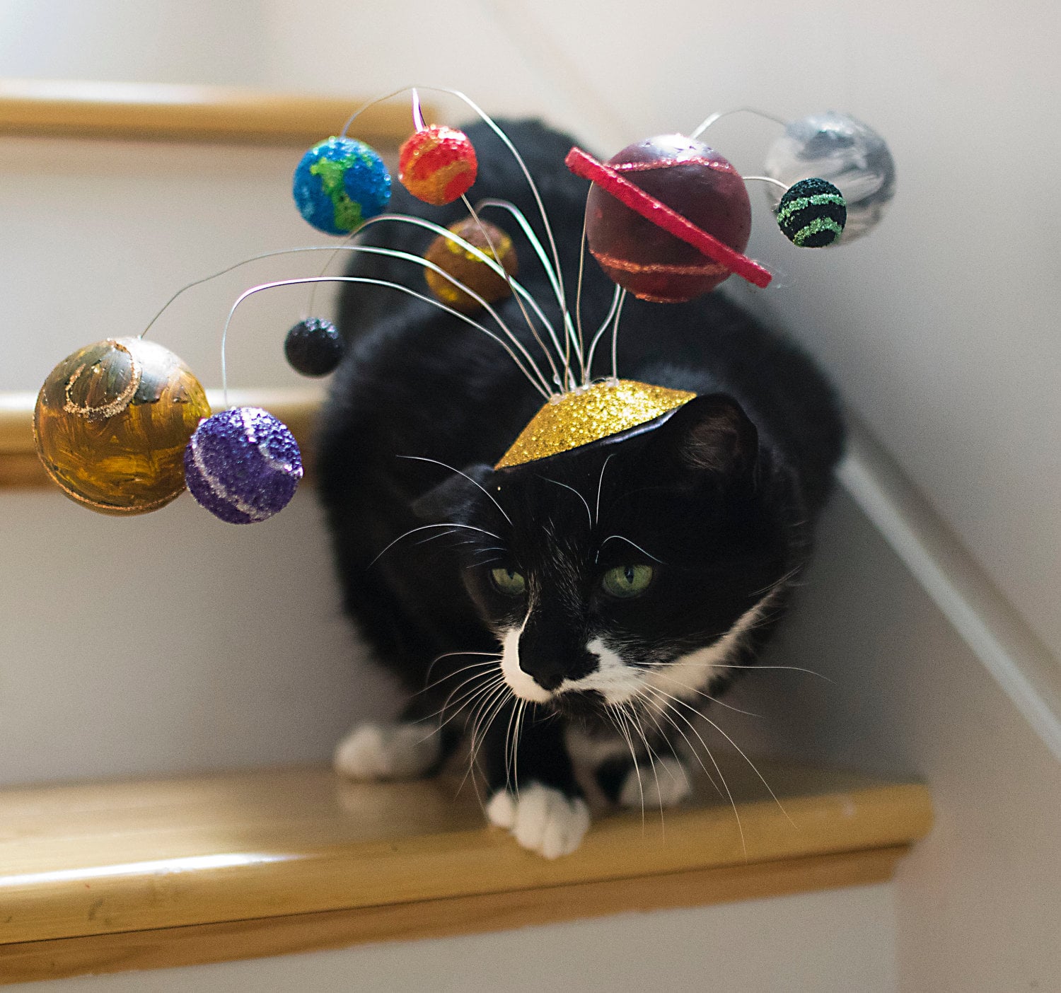 DIY Pet Costume Ideas POPSUGAR Smart Living