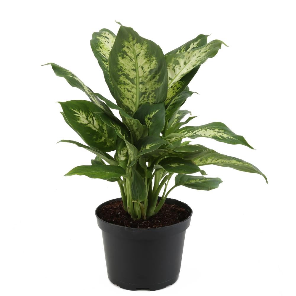 Dieffenbachia Best Large Indoor Plants POPSUGAR Home Photo 17