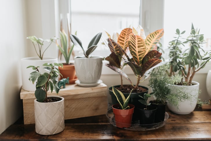 Shop Led Grow Lights For Indoor Plants Popsugar Home