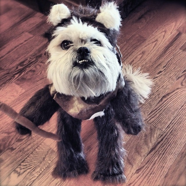 Ewok Creative Dog Costumes POPSUGAR Tech Photo 3