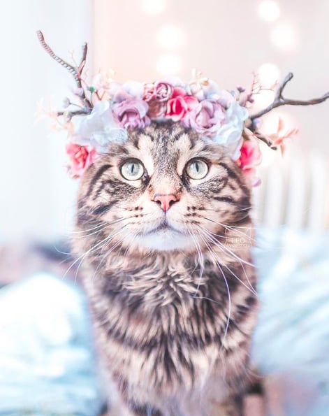 This is the chicest cat we've ever seen.