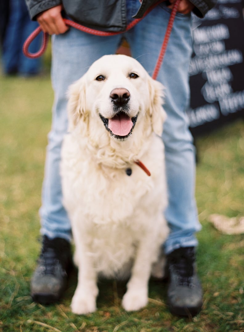 British Golden Retriever