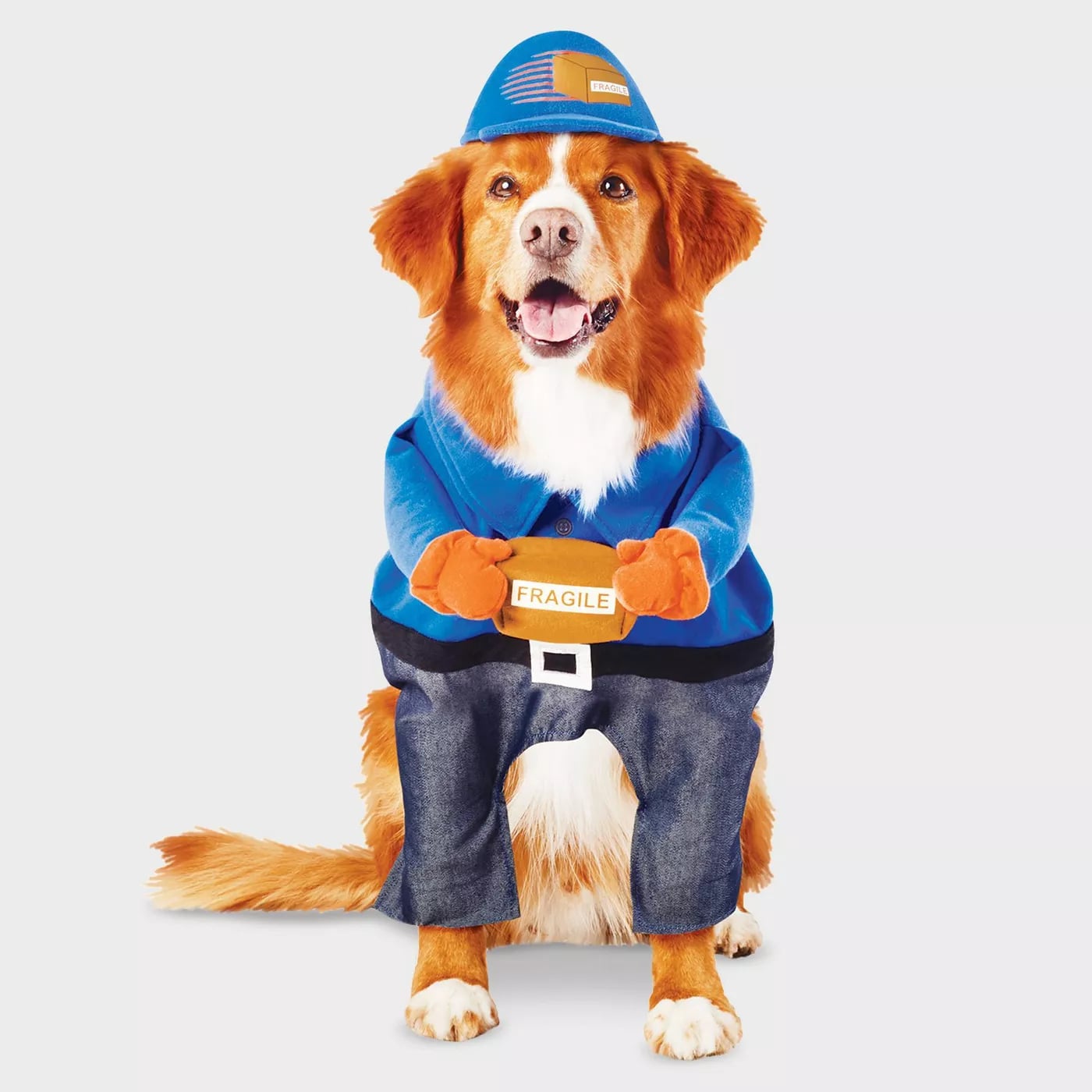 dog delivery