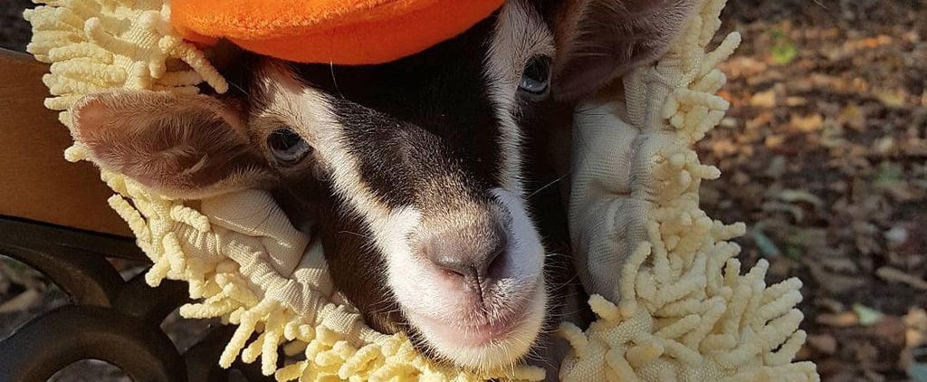 Goat Dresses in Duck Costume (Video)