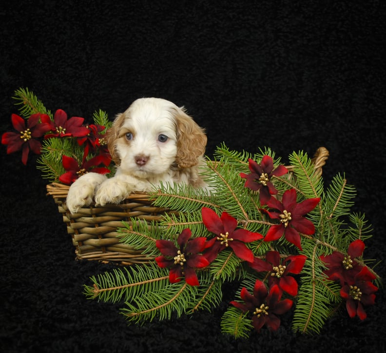 A Basket of Joy