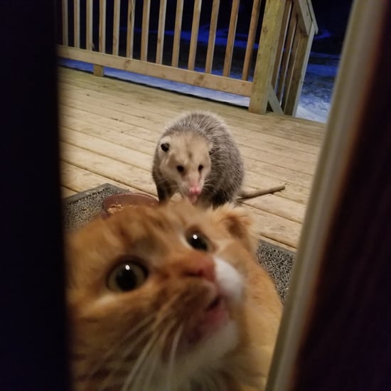 Possum Steals Cat's Dinner
