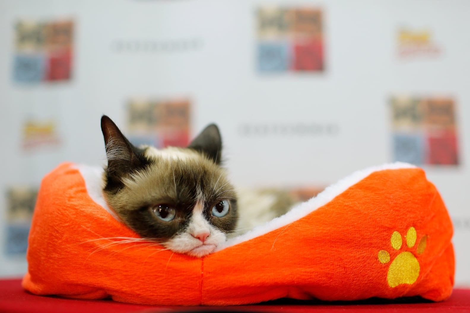 Cat Facts Prank App POPSUGAR Tech