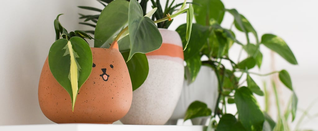 Show Your Houseplants How Much You Care With These 31 Punny Plant Names