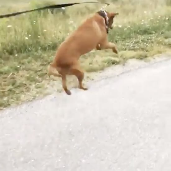 Viral Video of a Dog on His First Walk After Being Rescued