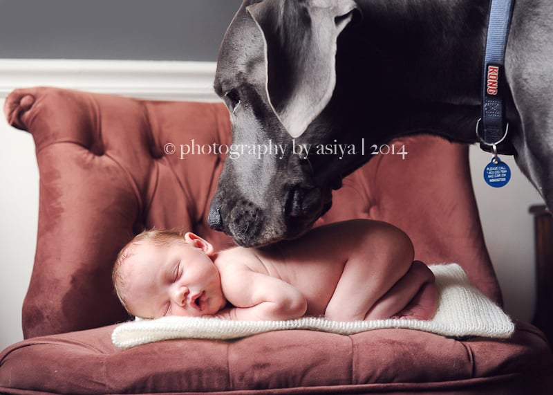 Adorable Newborn and Pet Photos